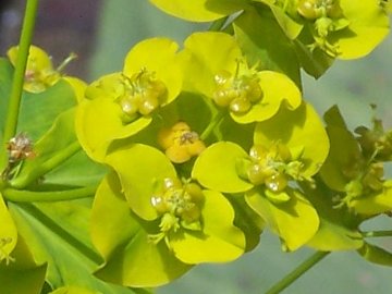 Euphorbia ceratocarpa / Euforbia cornuta